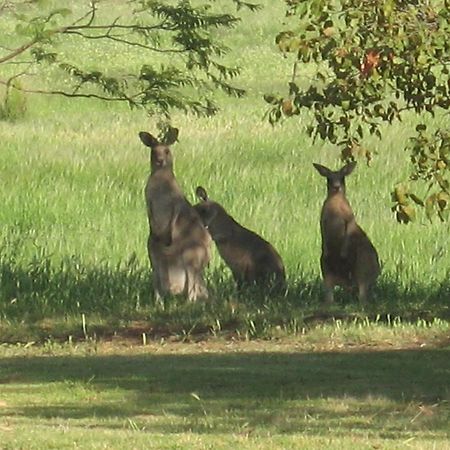 Pericoe Retreat Bed & Breakfast Dubbo Luaran gambar