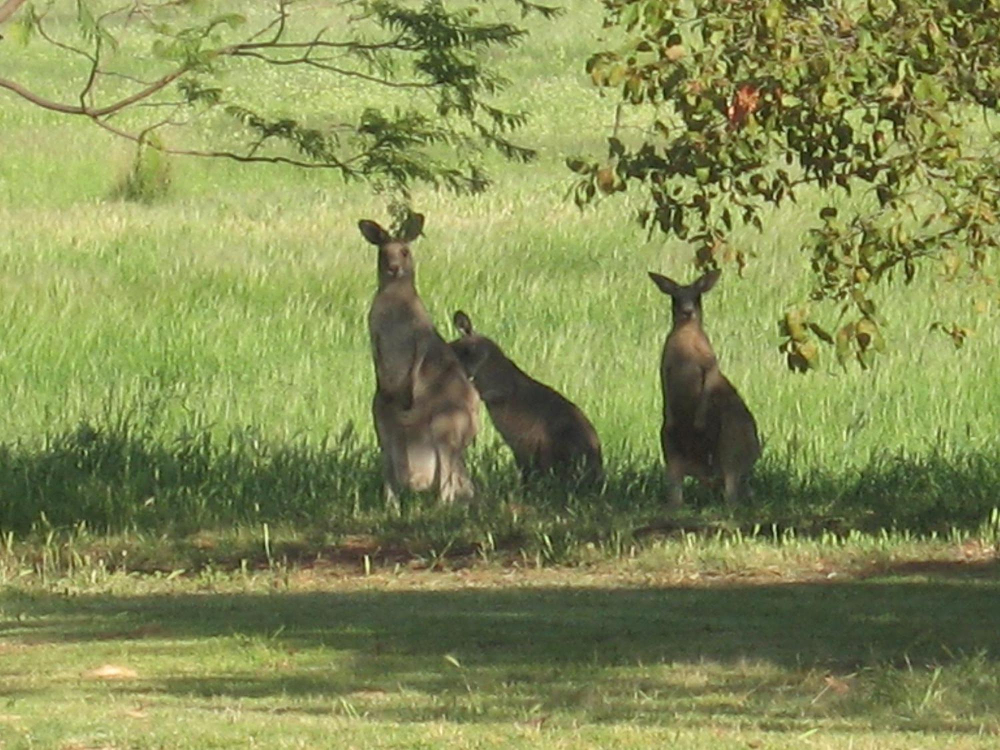 Pericoe Retreat Bed & Breakfast Dubbo Luaran gambar